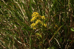 Solidago decurrens