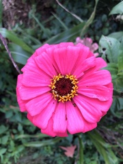 Zinnia elegans