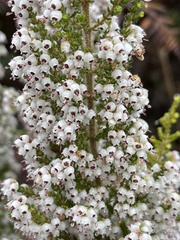 Erica scabriuscula