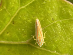 Graphocephala versuta