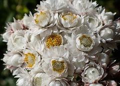 Anaphalis morrisonicola