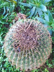 Ferocactus histrix