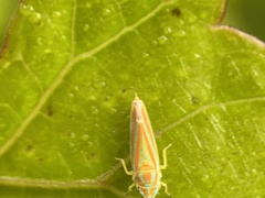 Graphocephala versuta