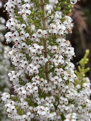 Erica scabriuscula