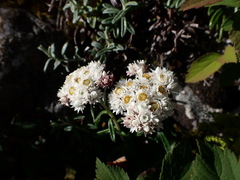 Anaphalis morrisonicola