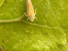 Graphocephala versuta