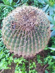Ferocactus histrix