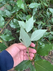 Populus × sibirica