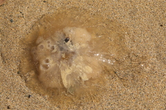 Scyphozoa