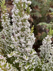 Erica scabriuscula