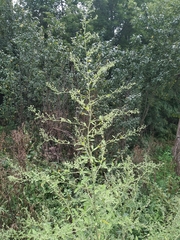 Chenopodium ucrainicum