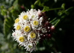 Anaphalis morrisonicola