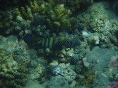 Cephalopholis argus