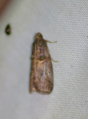 Acrobasis caryae