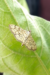Haritalodes derogata