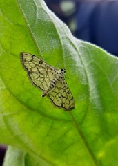 Haritalodes derogata