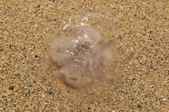 Scyphozoa