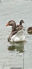 Anser anser domesticus × anser cygnoides domesticus
