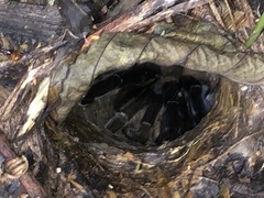 Ornithoctoninae