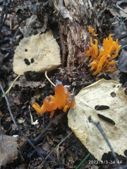 Calocera viscosa