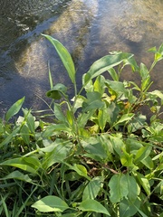 Rumex verticillatus