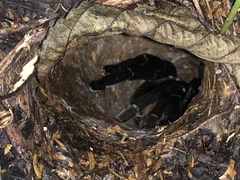 Ornithoctoninae