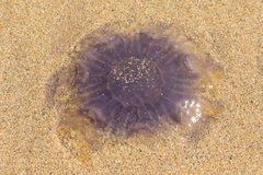 Cyanea lamarckii