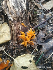 Calocera viscosa