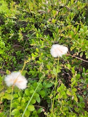 Eriophorum virginicum