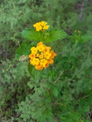 Lantana urticoides