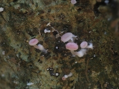 Mycena roseilignicola
