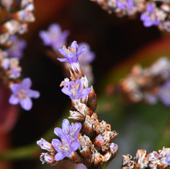 Limonium californicum