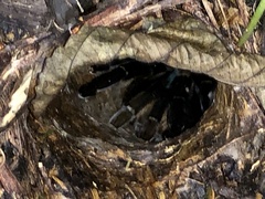 Ornithoctoninae