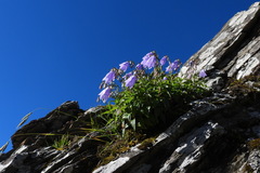 Adenophora morrisonensis