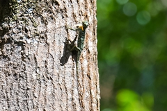 Draco