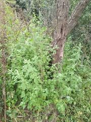 Chenopodium ucrainicum