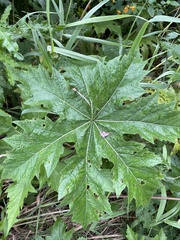 Napaea dioica