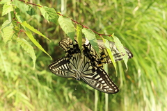Papilio xuthus