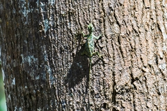 Draco
