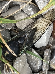 Neotibicen lyricen