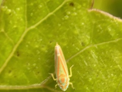 Graphocephala versuta