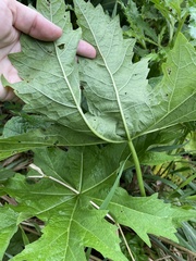 Napaea dioica