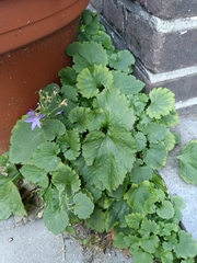 Campanula poscharskyana