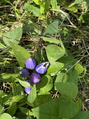 Gentiana andrewsii