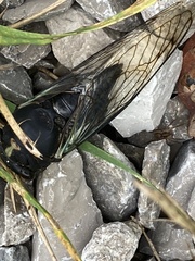 Neotibicen lyricen