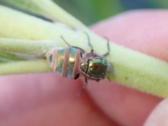 Entomophthora muscae