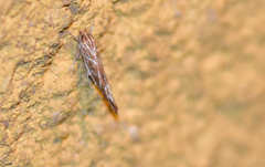 Pyroderces argyrogrammos