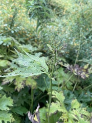 Napaea dioica
