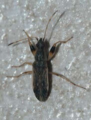 Paraparomius leptopoides