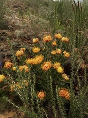 Leucospermum cuneiforme